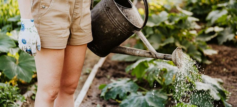 Советы садоводам: готовимся к сезону и выбираем удобрения