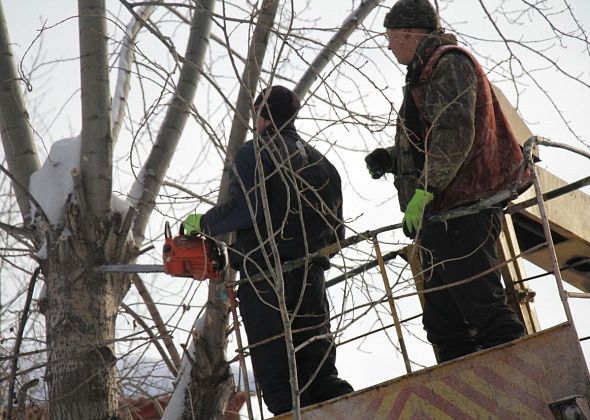 Комитет ЖКХ потратит полмиллиона рублей на обрезку деревьев в Кошае, Пасынке, Сосьве и Восточном