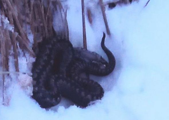 Жители Новой Сосьвы обнаружили в бане ядовитую змею. Она выползла из-под печки