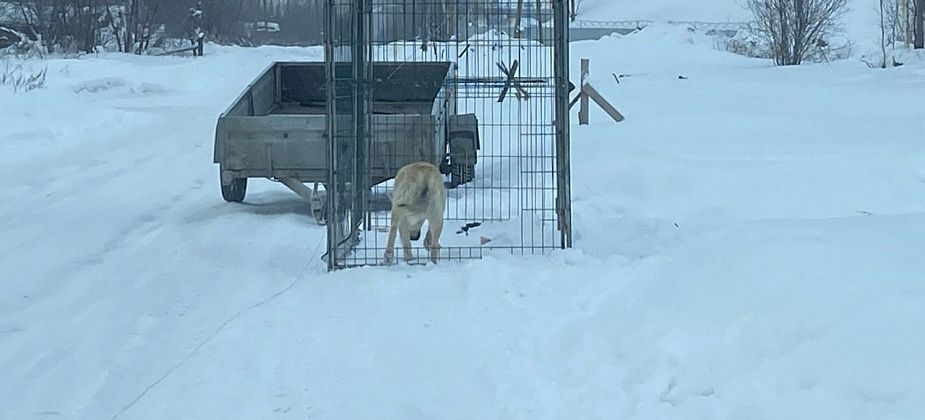 В Сосьве и Восточном организация из Камышлова проведет отлов собак