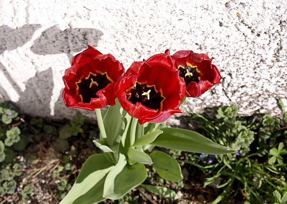 Выбрать искусственные букеты и живые насаждения для кладбища поможет флорист