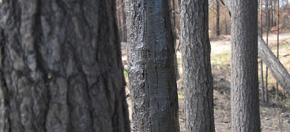 Гражданам запрещено входить и въезжать в городские леса Сосьвы до 4 августа