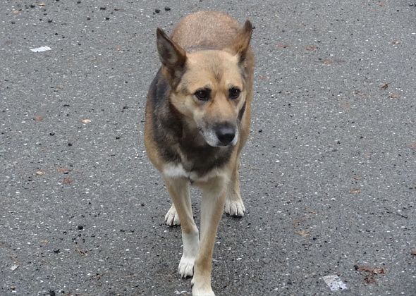 На 9-м километре сосьвинской дороги серовчане заметили пса, который ждет хозяина