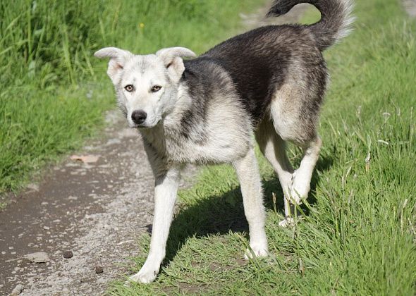 На отлов собак в Сосьве выделено почти полмиллиона рублей