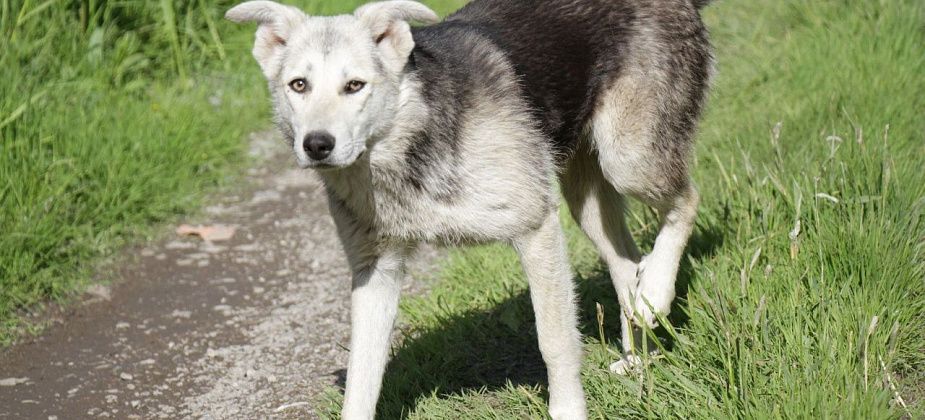 На отлов собак в Сосьве выделено почти полмиллиона рублей