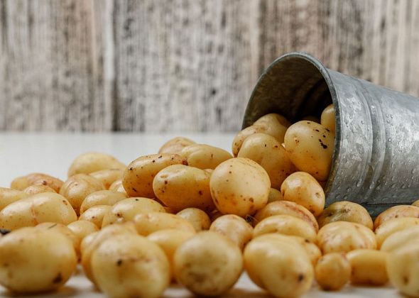 Урожай картофеля на Урале может снизиться из-за дождей