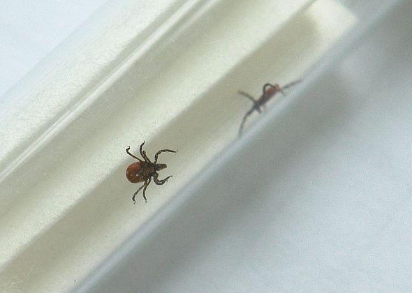На севере Свердловской области проснулись клещи