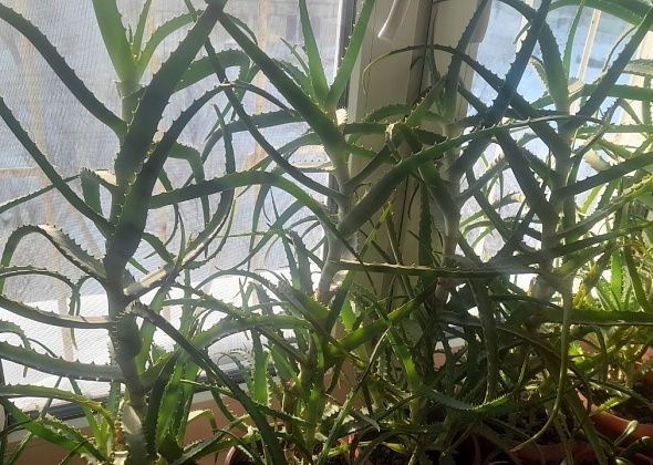 Совет от еврея: «Сажай только полезное»