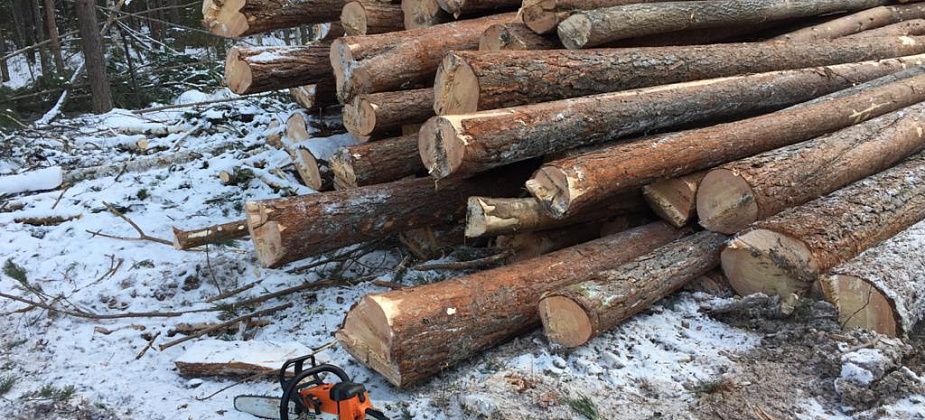 Полиция просит серовчан, сосьвинцев и гаринцев сообщать о незаконных рубках