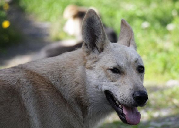 В Сосьвинском горокруге за три года отловили 75 собак, в Гаринском - 23