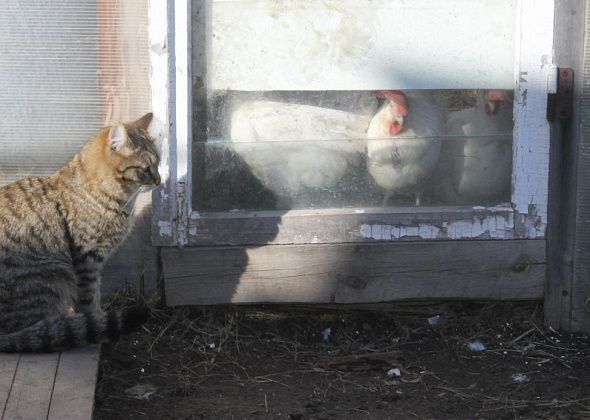 В Гарях запретили продажу населению сельскохозяйственных животных, продукции и кормов