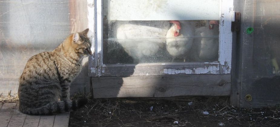 В Гарях запретили продажу населению сельскохозяйственных животных, продукции и кормов