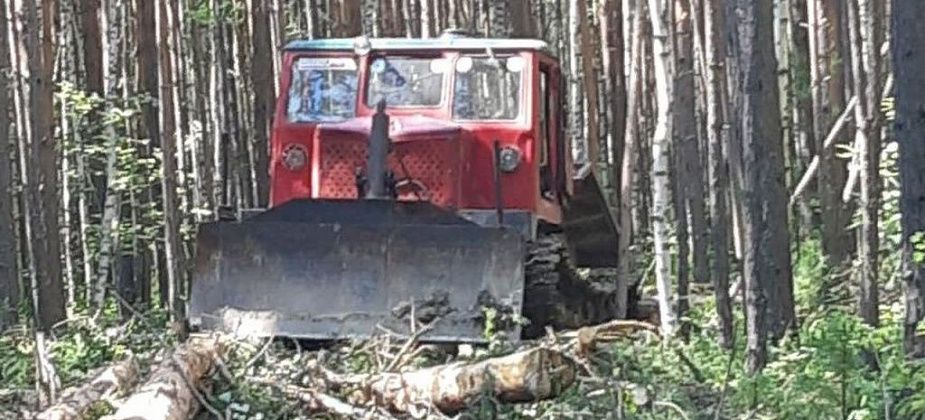 Сосьвинская колония заготовила уже 1000 кубометров древесины в Сотринском лесничестве