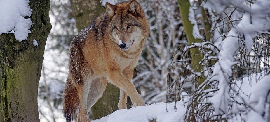 Серовский поселок Красноглинный обложили волки. Нападают на собак: «одна голова и ноги остались»