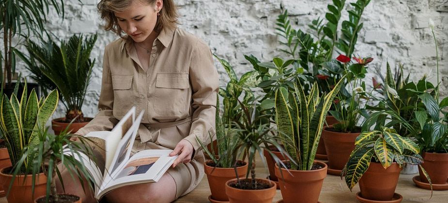 5 растений для квартиры, за которыми ухаживать проще, чем кажется