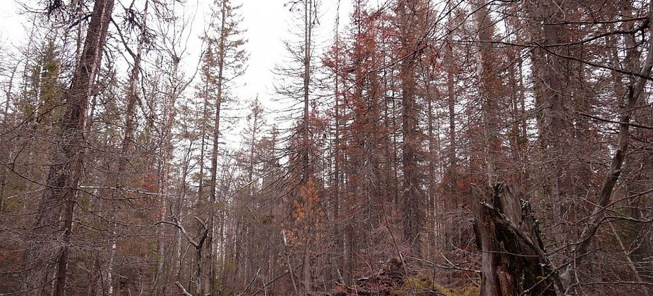 Как чиновники реагируют на экологическую катастрофу? (Спойлер: проблему признают, но решать не спешат)