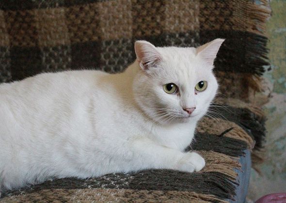 В Сосьве пройдет фотоконкурс "Белые лапки"