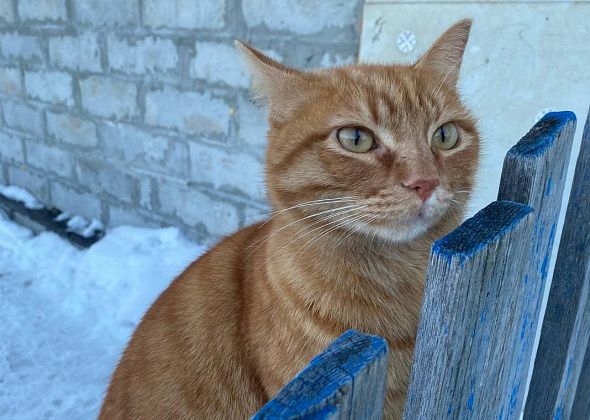 В Сосьве пройдет фотоконкурс, посвященный рыжим котам и кошкам