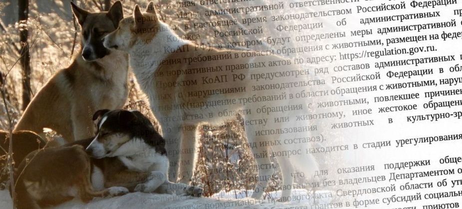 Активисты получили ответ от Департамента ветеринарии о проблемах бродячих собак