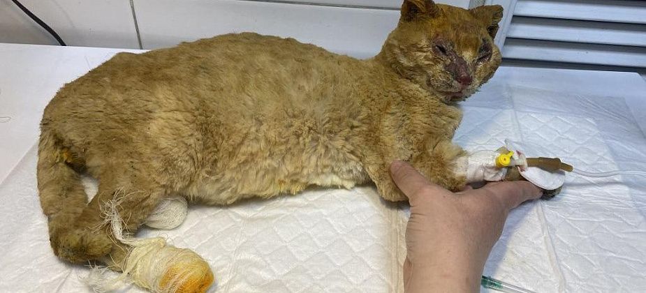 "Ждем Васеньку домой". Волонтеры лечат пострадавших в сосьвинском пожаре животных (не для слабонервных)