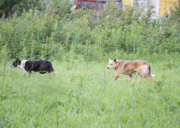 Желающих ловить собак в Гарях не нашлось. Цену контракта увеличили