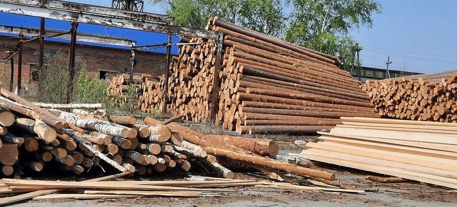 Мастер леса получил условный срок за незаконную рубку 72 деревьев в Гаринском лесничестве