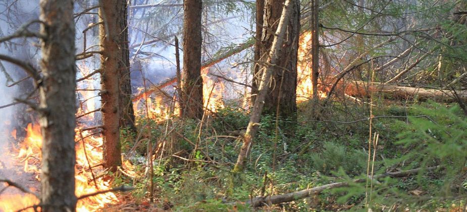 Десантники авиабазы получили деньги за тушение "Ленских Столбов"