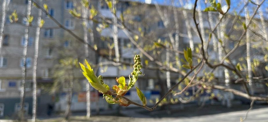 На севере области на майские праздники прогнозируется теплая погода