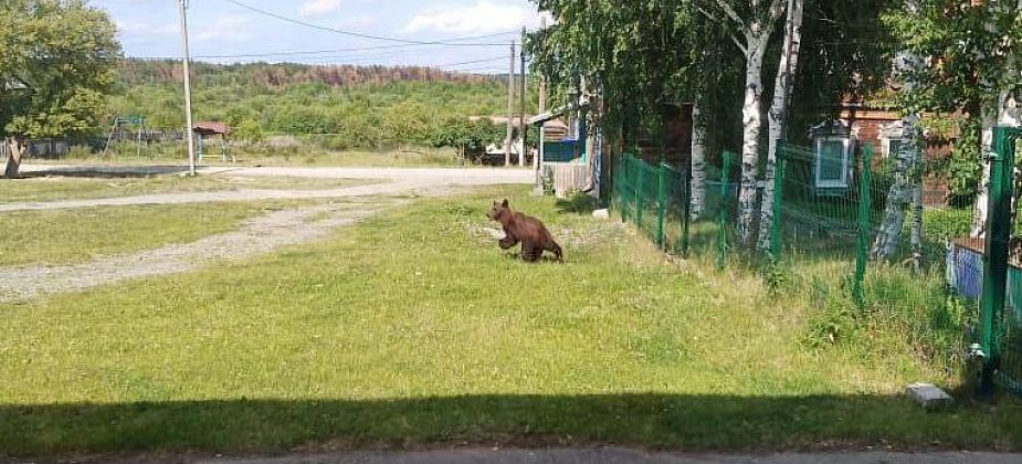 К школе села Романово вышел медведь