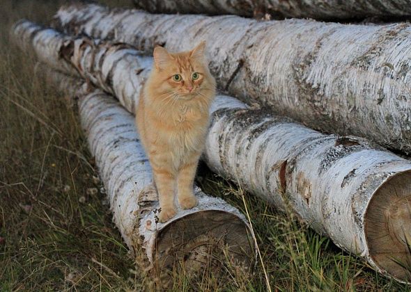В Сосьве с 20 апреля вводят дополнительные требования пожарной безопасности