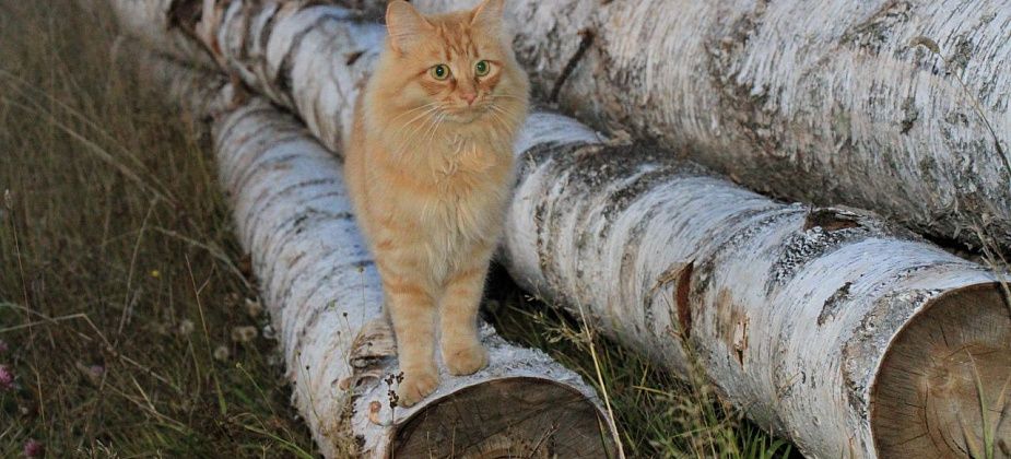 В Сосьве с 20 апреля вводят дополнительные требования пожарной безопасности