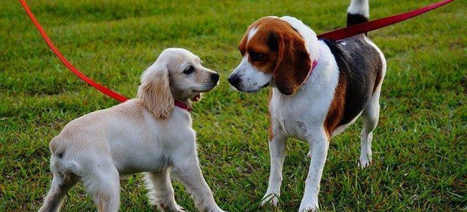 Путин поручил вести учет домашних животных