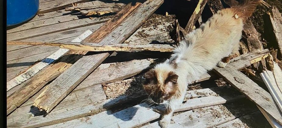 В ликвидируемой гаринской колонии продолжают жить кошки. Им нужны хозяева