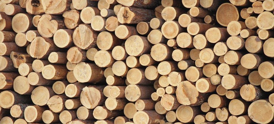 Полиция Серова напоминает об ответственности за незаконную рубку деревьев. В 2023 возбуждено 2 уголовных дела