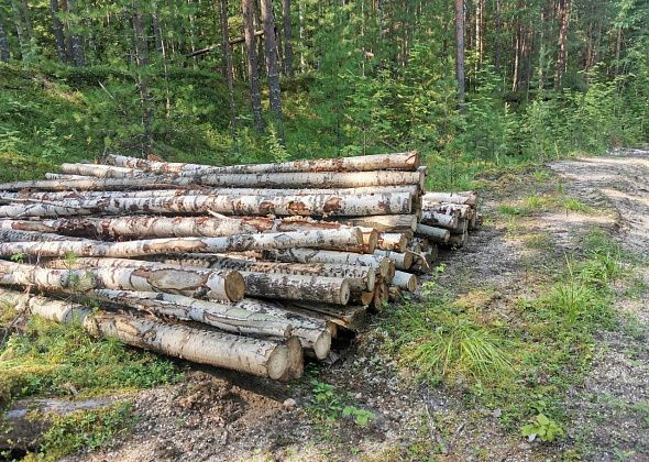 Полиция Серова с начала года возбудила два уголовных дела о незаконных рубках леса
