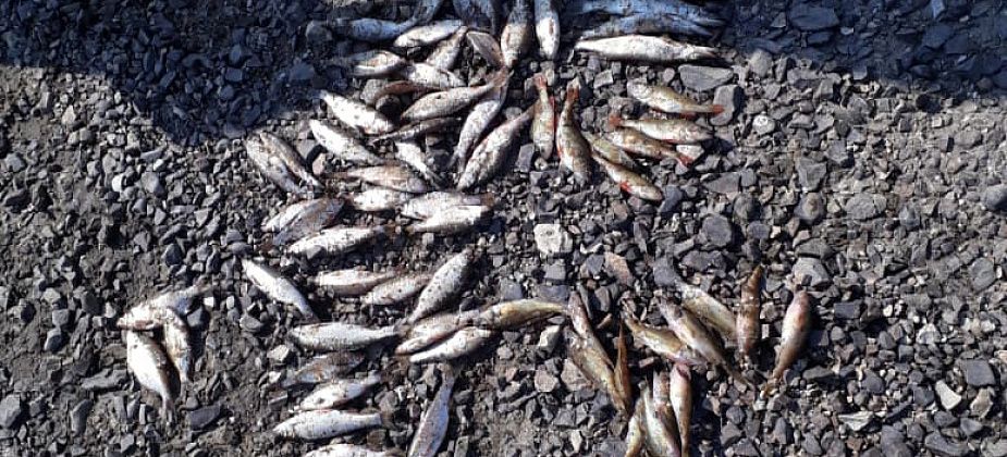 Жителя Сосьвы будут судить за ловлю рыбы найденным в реке бреднем