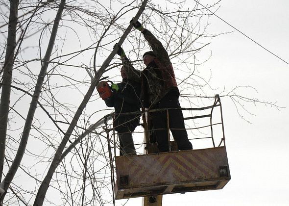 На валку 13 деревьев в Гарях выделено 330 тысяч рублей
