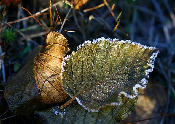 Тепла не будет. Синоптики прогнозируют заморозки и дожди