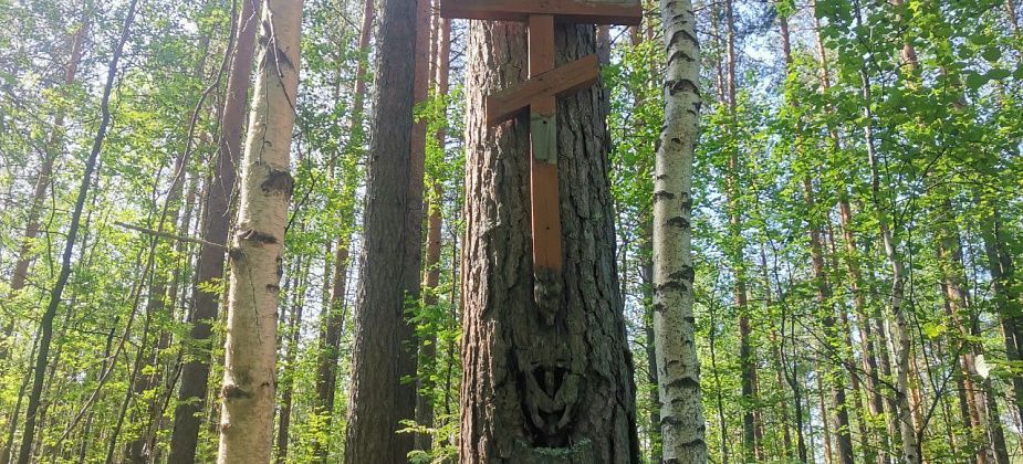 Кривляка и могильный крест на сосне