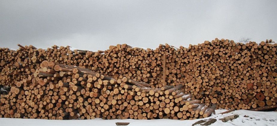 Полиция Серова с начала года возбудила 5 уголовных дел о незаконных рубках леса