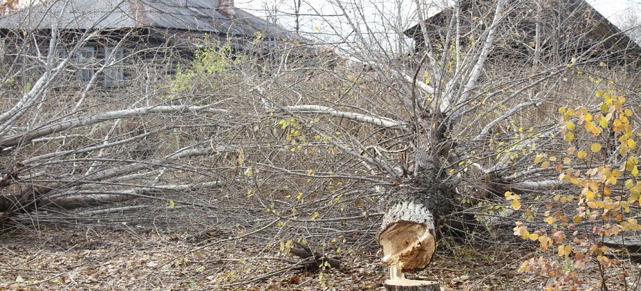 В Гаринском горокруге спилят 13 тополей