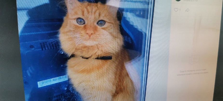 В Сосьве объявлен фотоконкурс рыжих котиков. Победитель получит запас корма