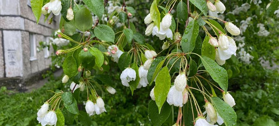 Какую погоду стоит ждать в начале лета?
