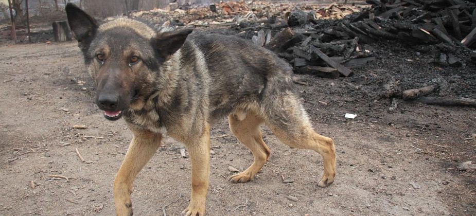 "ВКонтакте" создана группа с информацией о пропавших во время пожара домашних животных