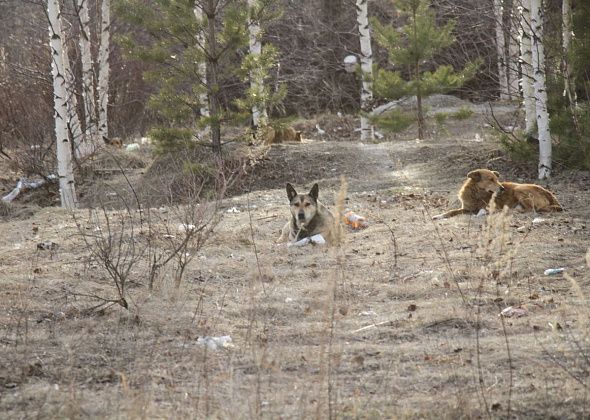 На отлов собак в Гарях выделено 60 тысяч рублей