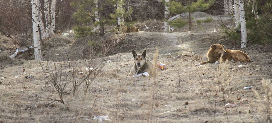 На отлов собак в Гарях выделено 60 тысяч рублей