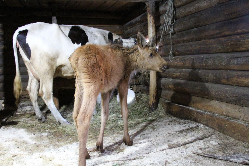 Маша мирно уживается в сарае с телятами, коровами и свинками. Фото: Константин Бобылев, "Глобус"